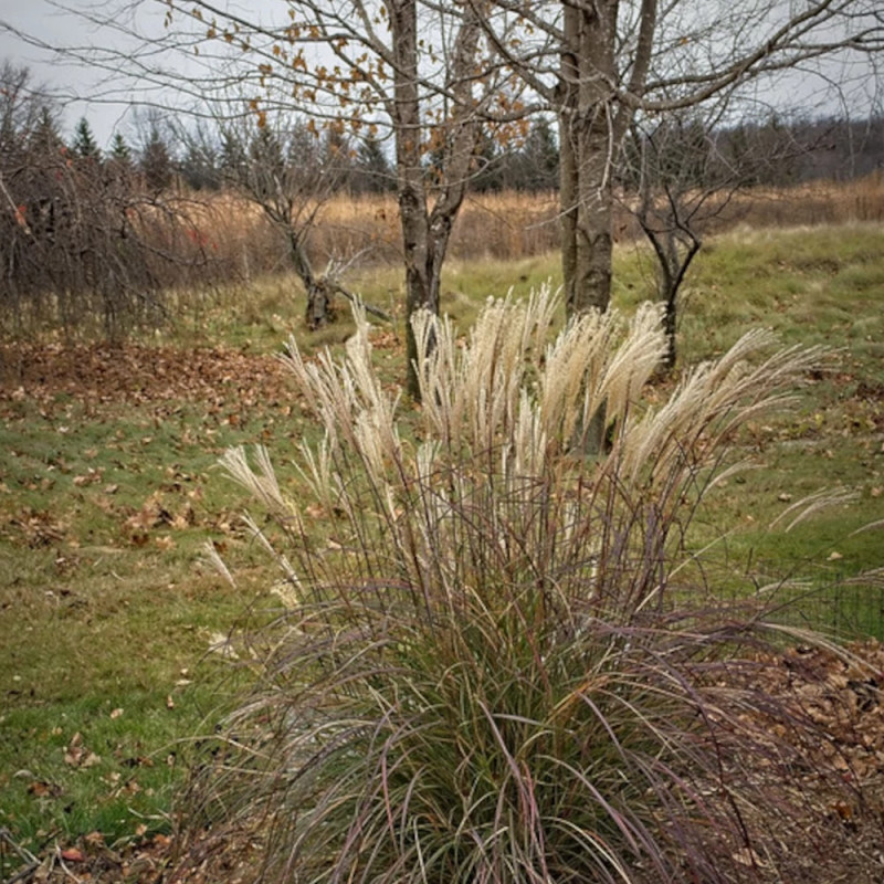 Miscanthus, Roseau de Chine Adagio