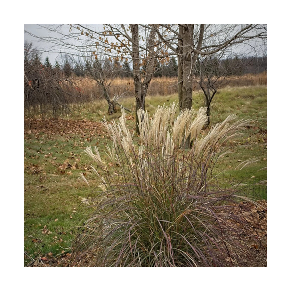 Miscanthus, Roseau de Chine Adagio