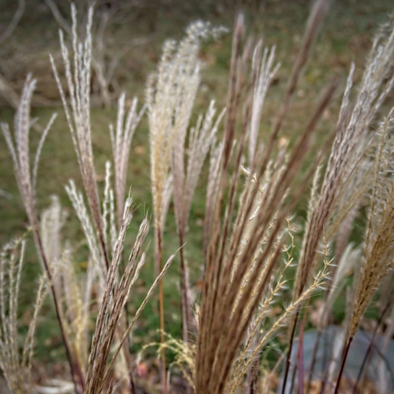 Miscanthus, Roseau de Chine Adagio