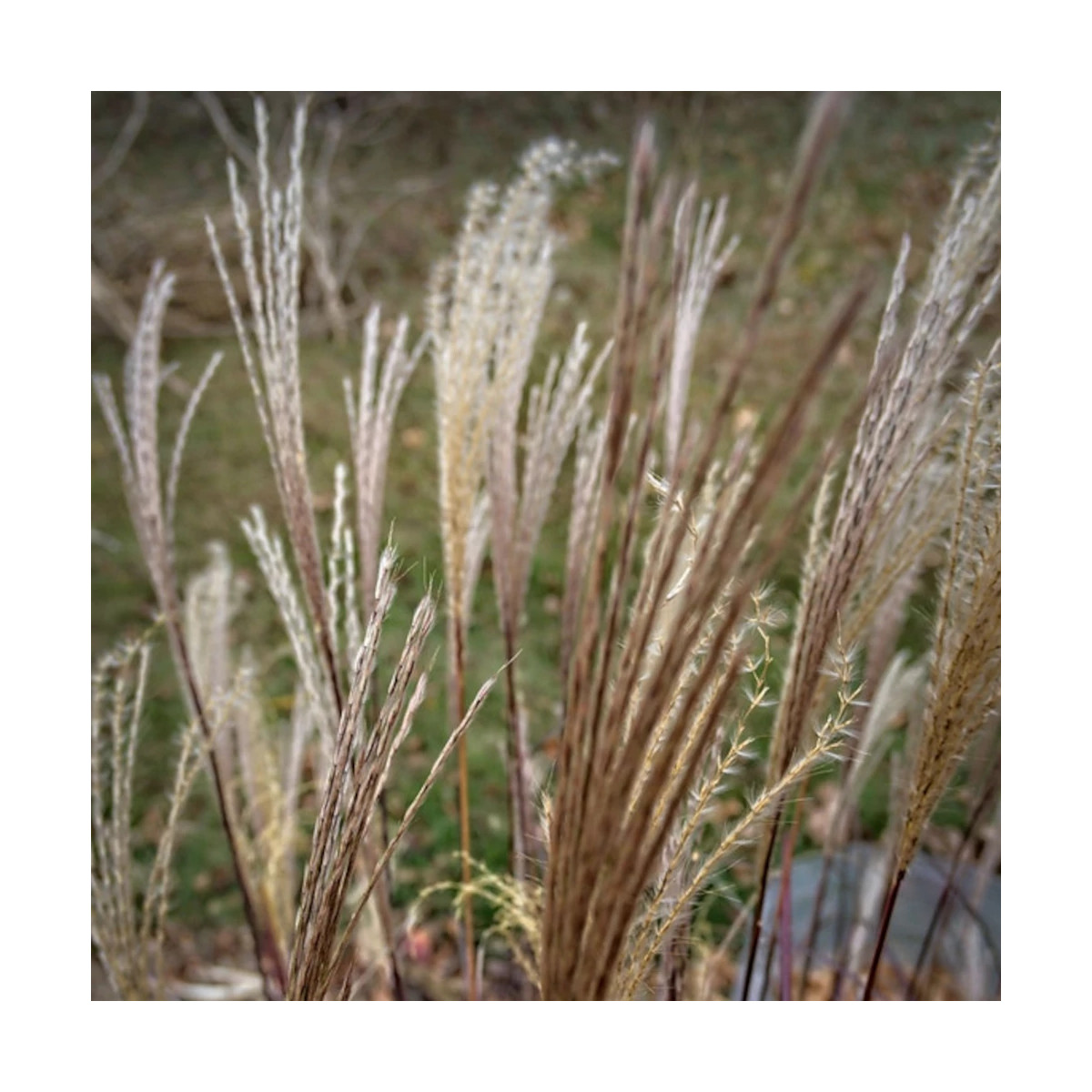 Miscanthus, Roseau de Chine Adagio