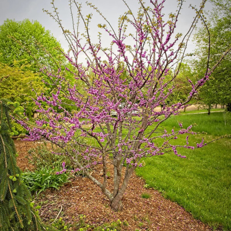 Cercis du Canada Little Woody - SILENCE, ça pousse !, Arbre de Judée, Gainier du Canada