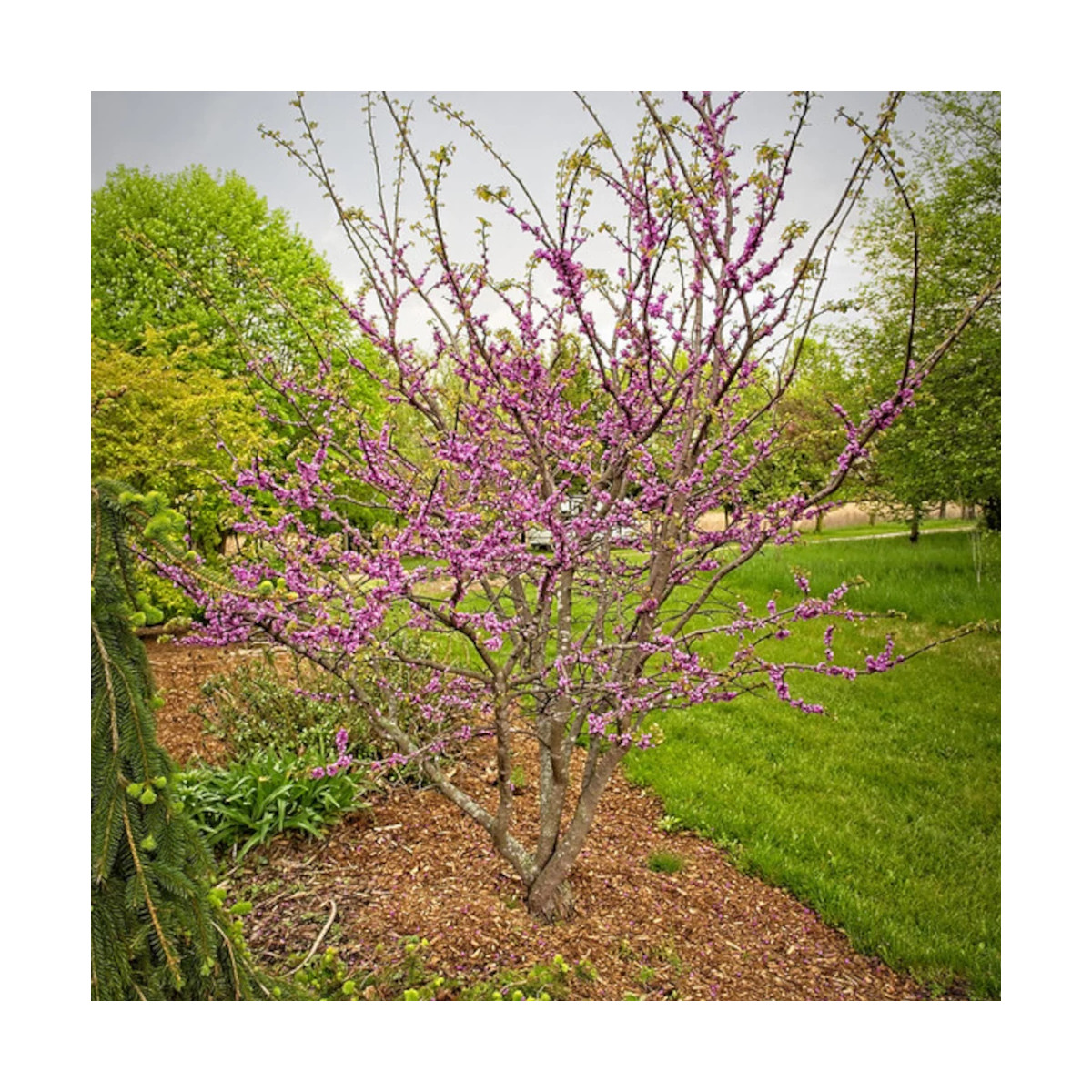 Cercis du Canada Little Woody - SILENCE, ça pousse !, Arbre de Judée, Gainier du Canada