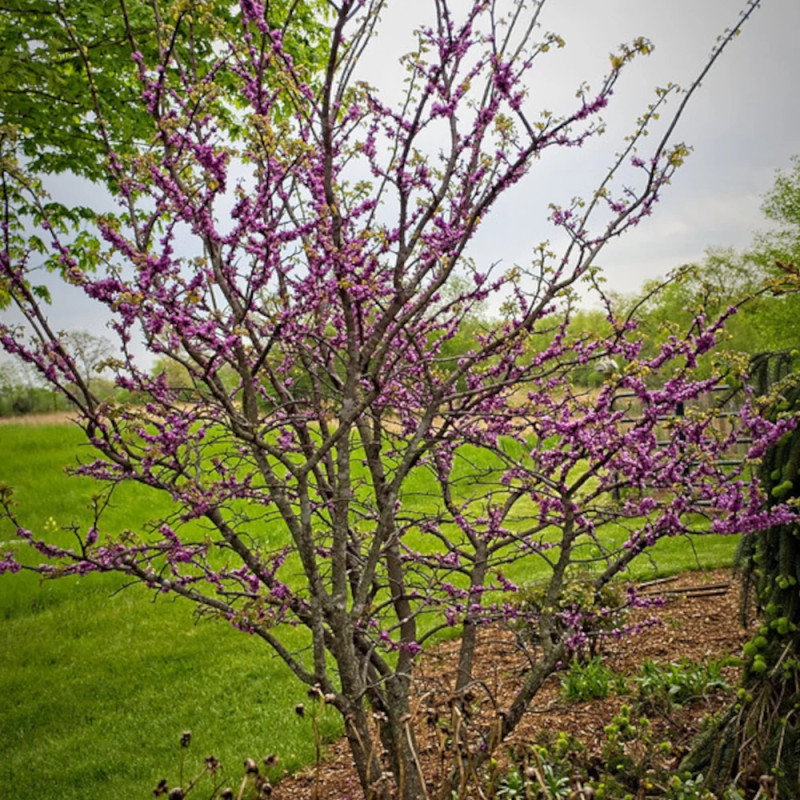 Cercis du Canada Little Woody - SILENCE, ça pousse !, Arbre de Judée, Gainier du Canada