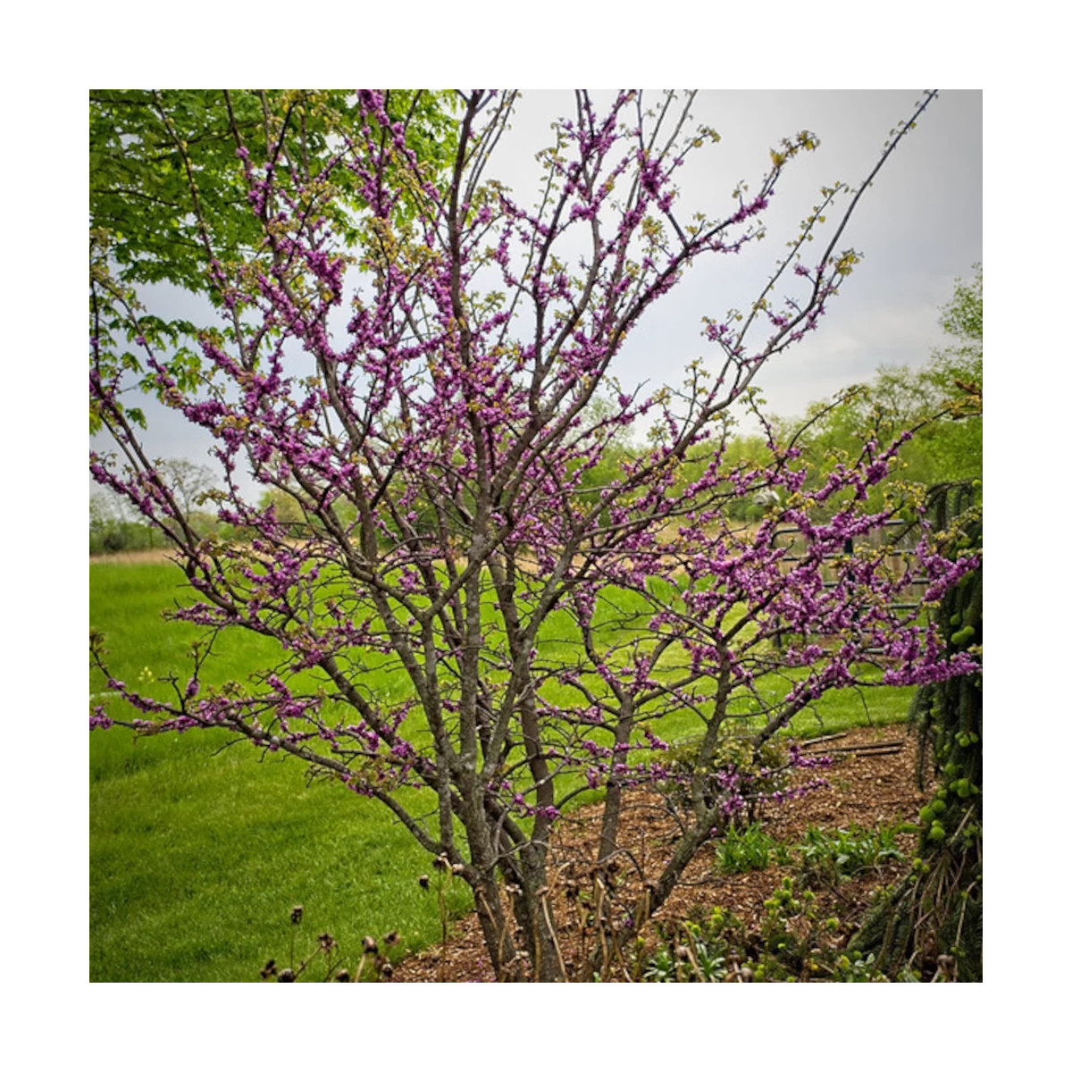 Cercis du Canada Little Woody - SILENCE, ça pousse !, Arbre de Judée, Gainier du Canada