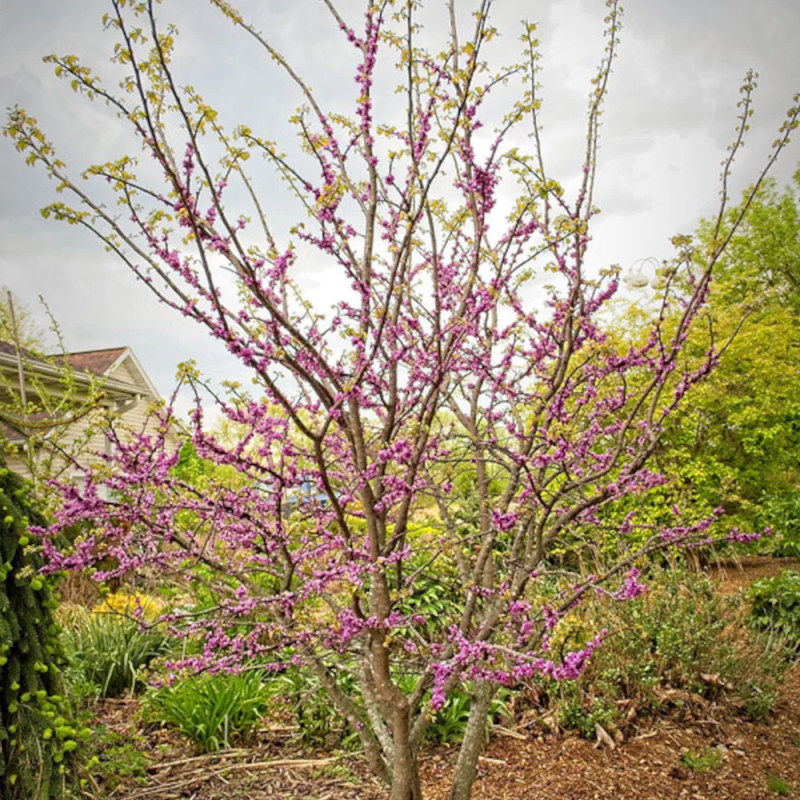 Cercis du Canada Little Woody - SILENCE, ça pousse !, Arbre de Judée, Gainier du Canada