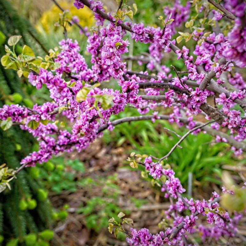 Cercis du Canada Little Woody - SILENCE, ça pousse !, Arbre de Judée, Gainier du Canada