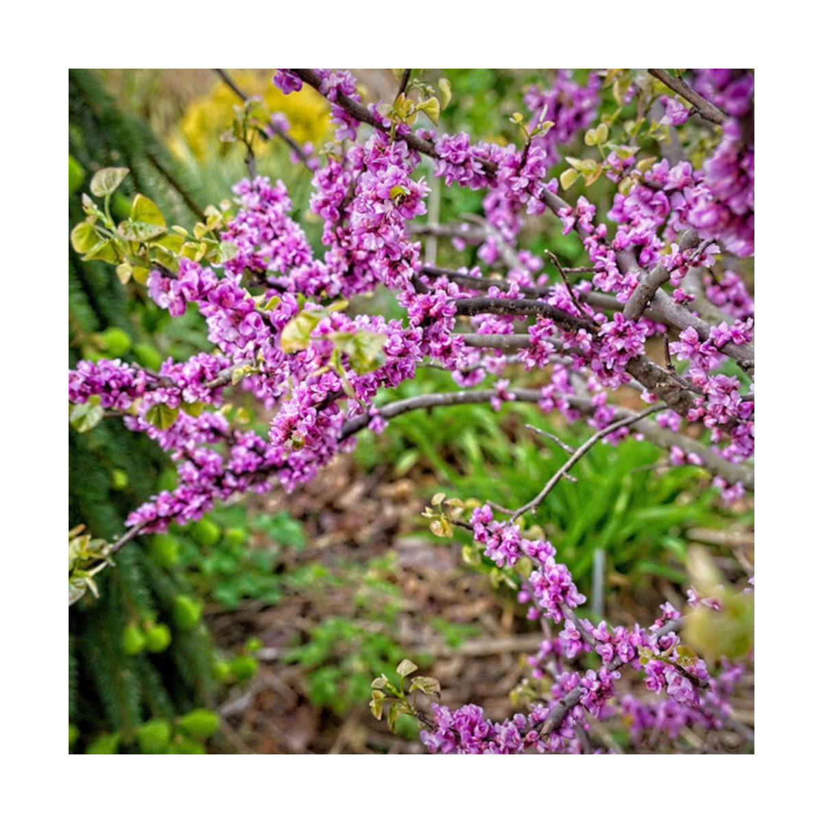 Cercis du Canada Little Woody - SILENCE, ça pousse !, Arbre de Judée, Gainier du Canada