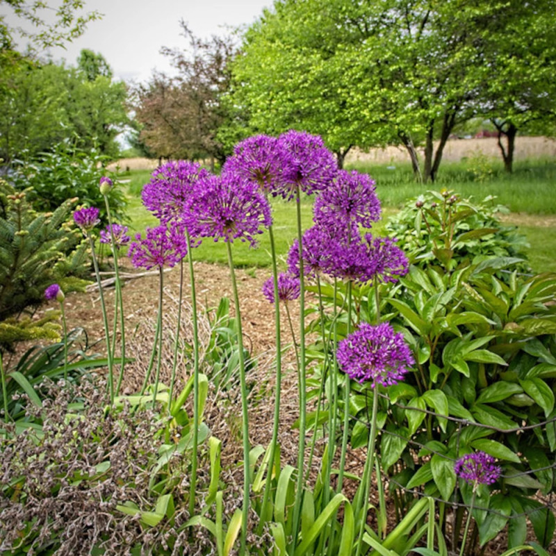 Ail d'ornement Purple Sensation