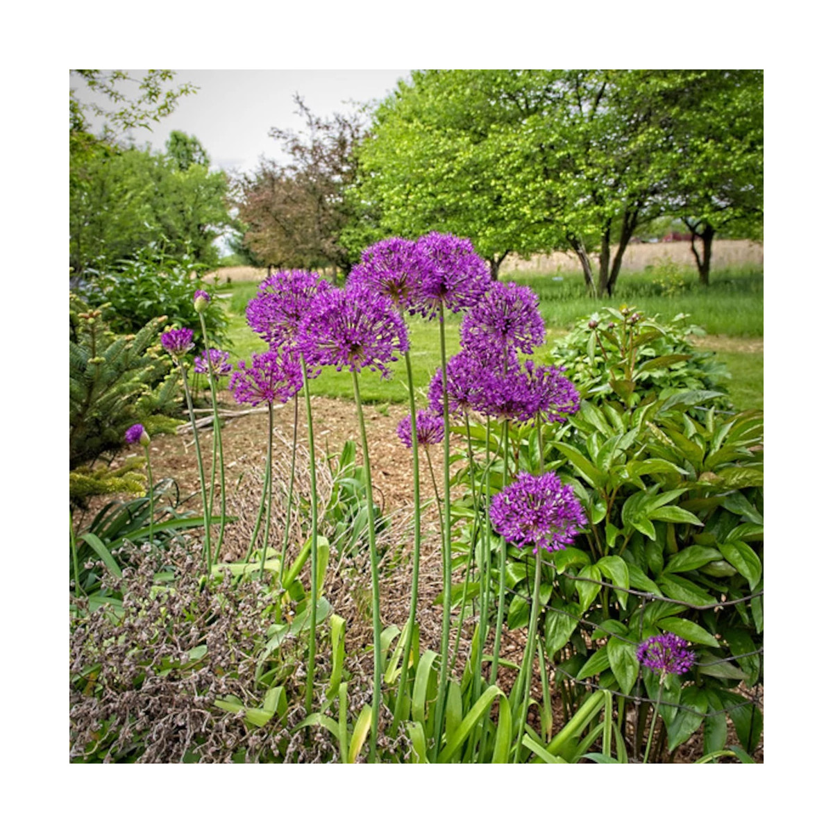 Ail d'ornement Purple Sensation