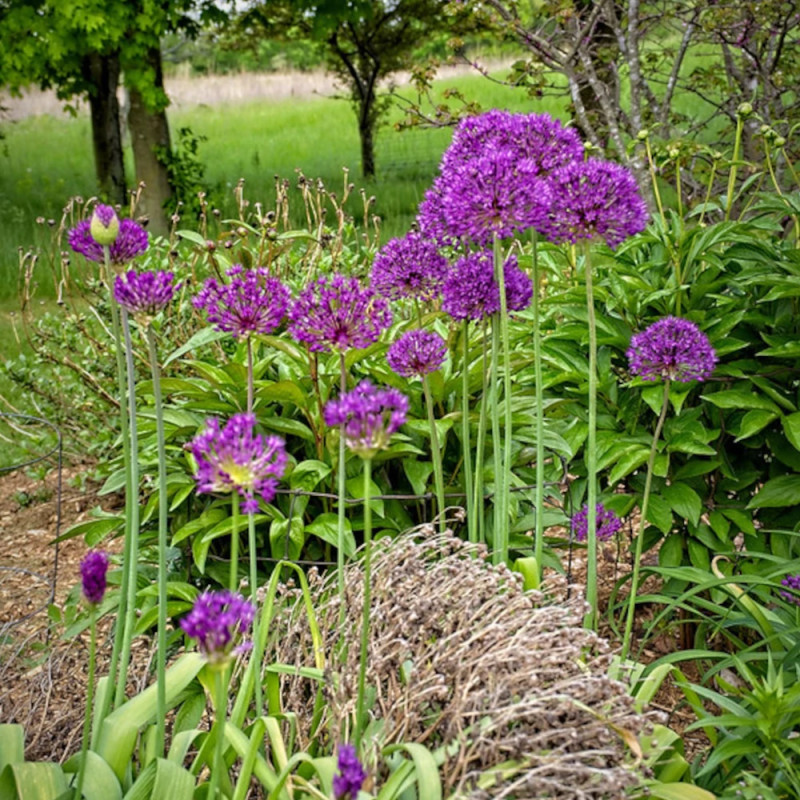 Ail d'ornement Purple Sensation