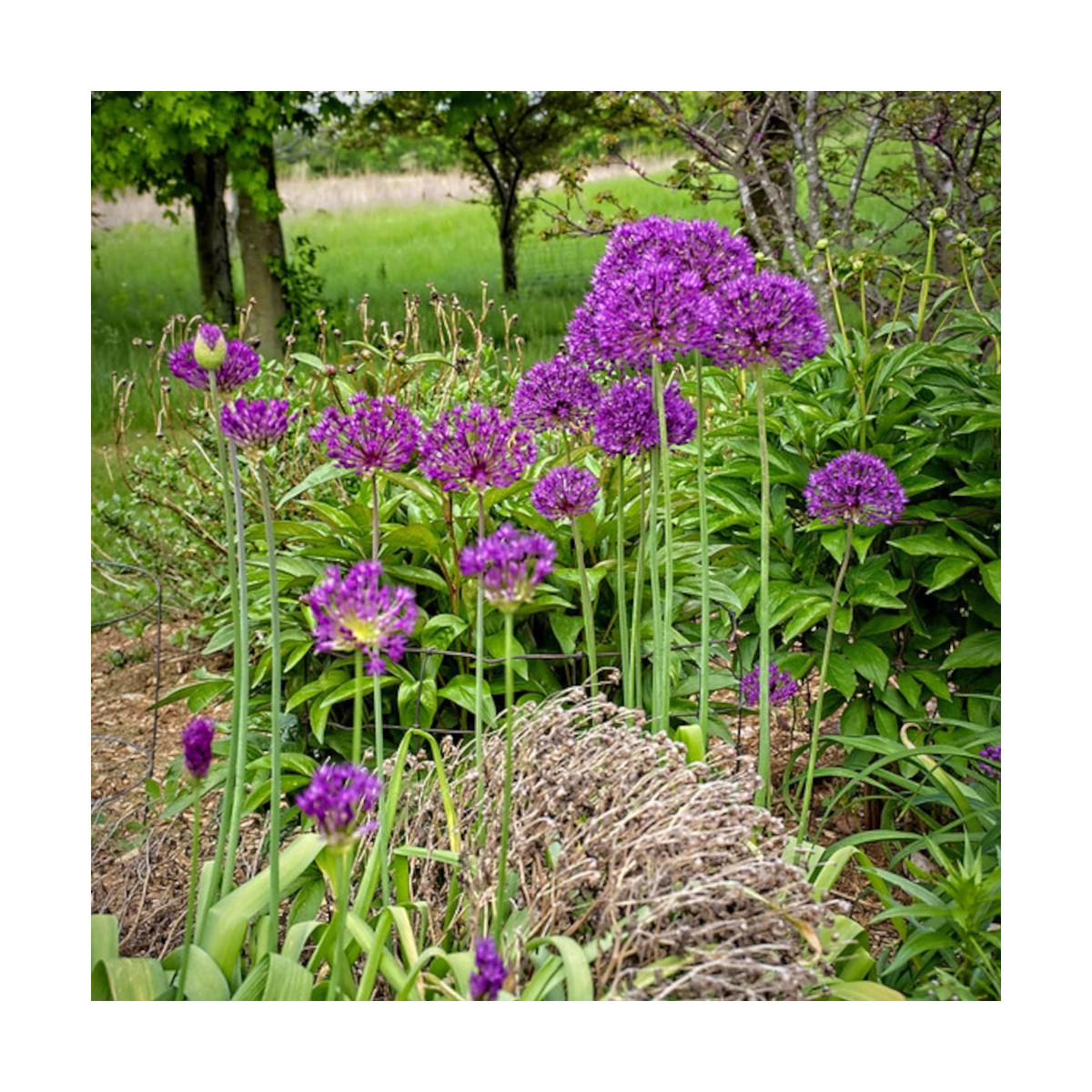 Ail d'ornement Purple Sensation