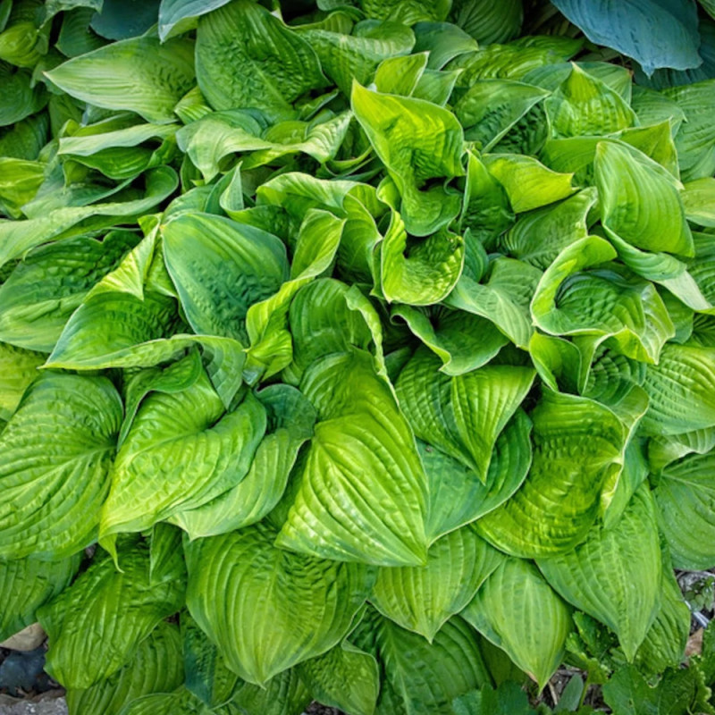 Hosta Guacamole