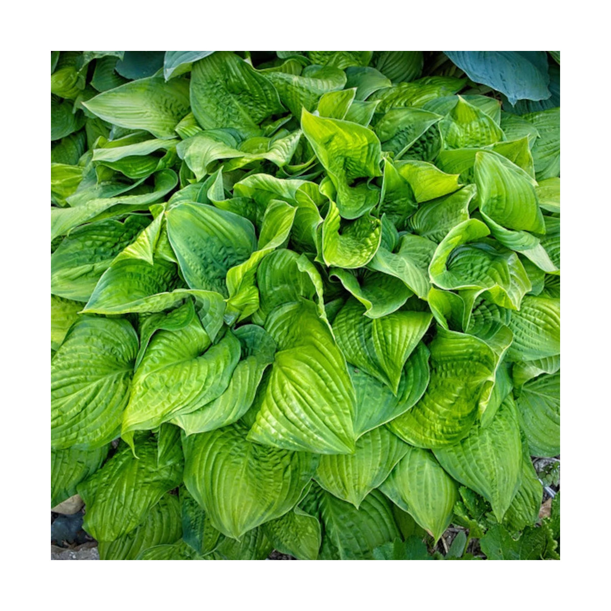 Hosta Guacamole Hosta Guacamole