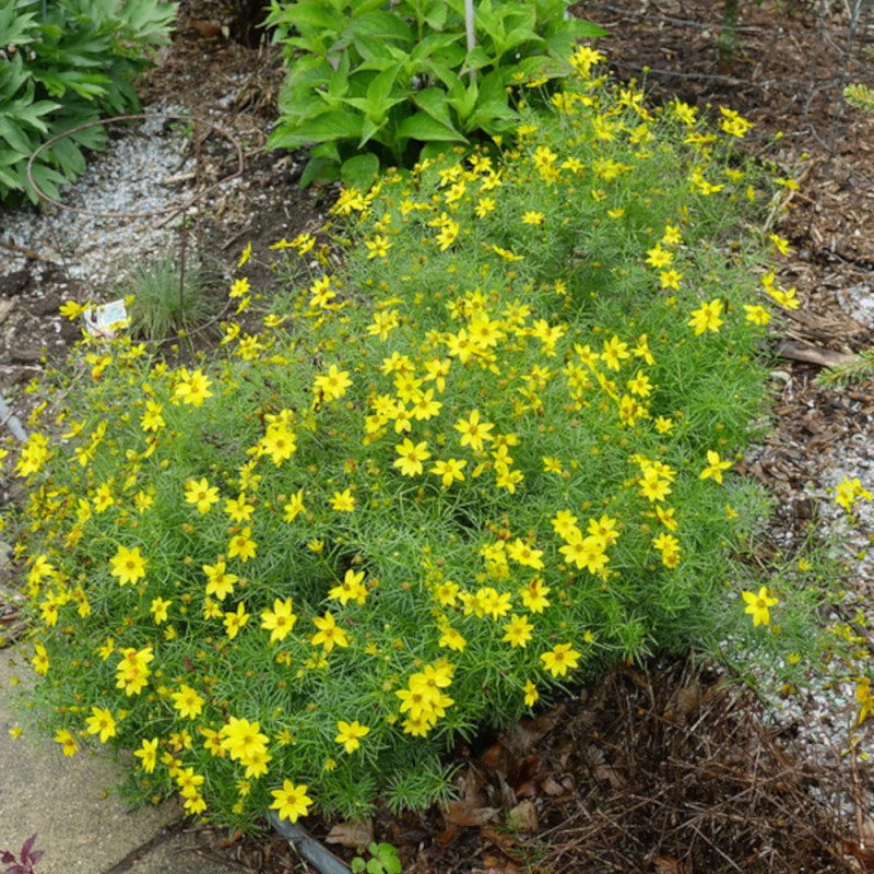 Coréopsis Zagreb, Coréopsis verticillé