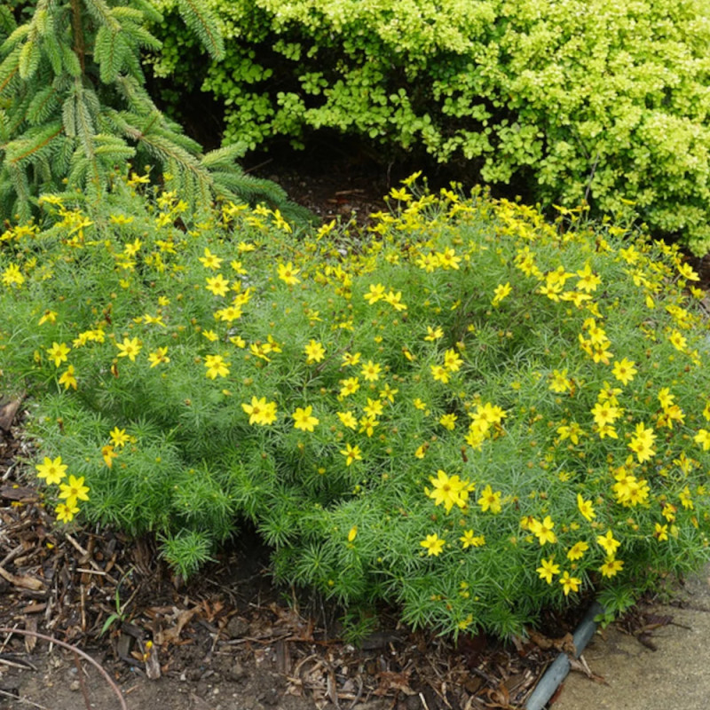 Coréopsis Zagreb, Coréopsis verticillé