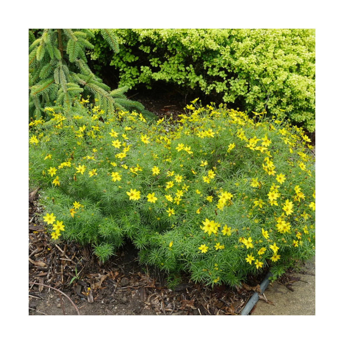 Coréopsis Zagreb, Coréopsis verticillé Coréopsis Zagreb, Coréopsis verticillé
