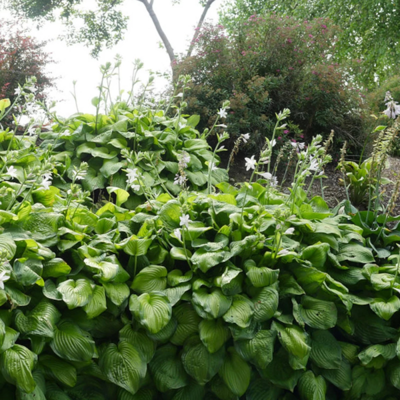 Hosta Guacamole