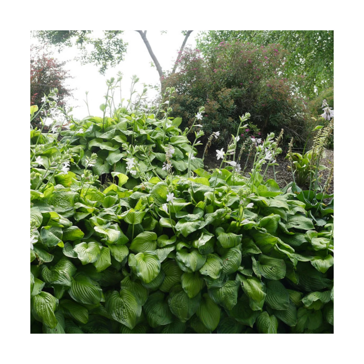Hosta Guacamole