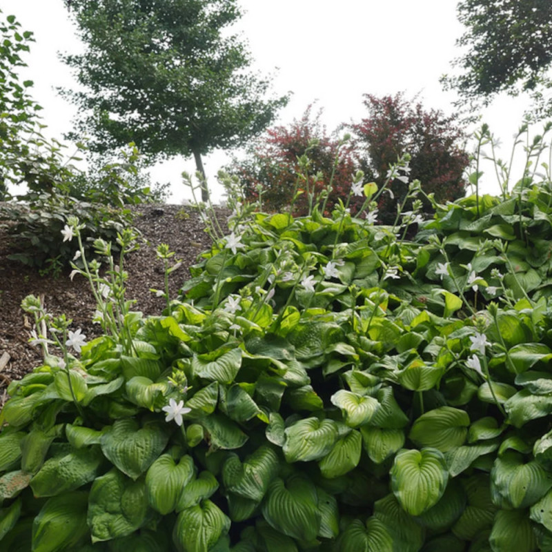 Hosta Guacamole
