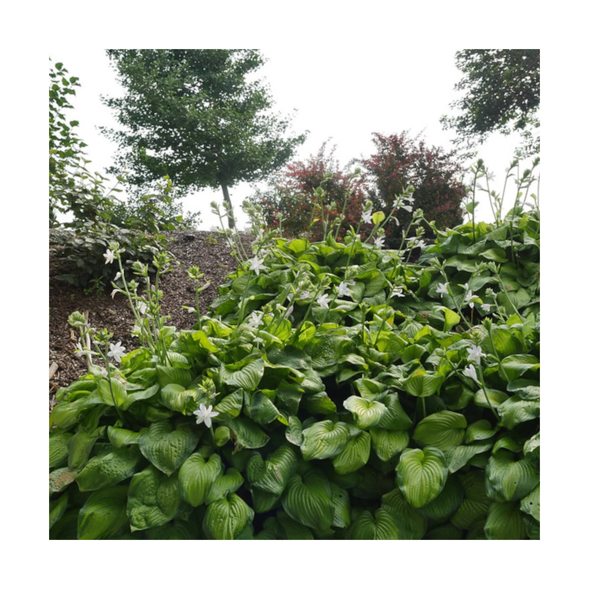 Hosta Guacamole Hosta Guacamole