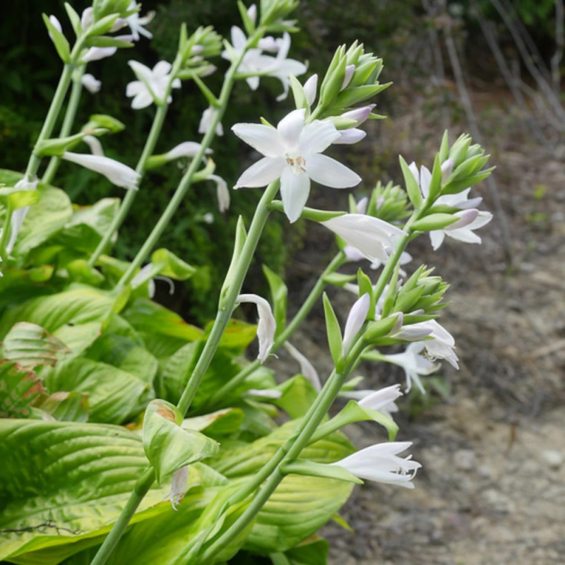 Hosta Guacamole