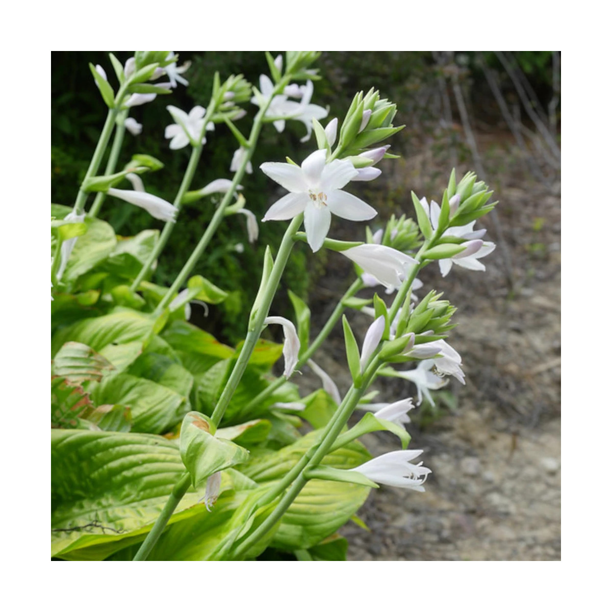 Hosta Guacamole Hosta Guacamole