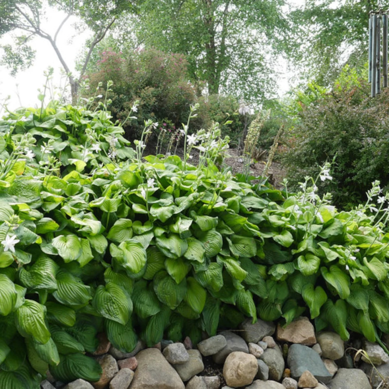 Hosta Guacamole