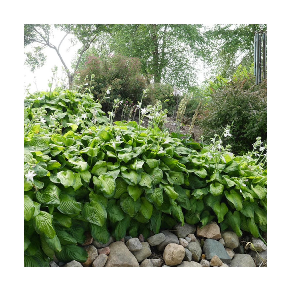 Hosta Guacamole Hosta Guacamole