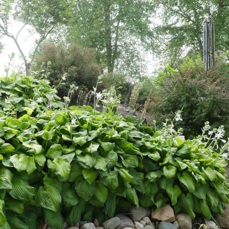 Hosta Guacamole