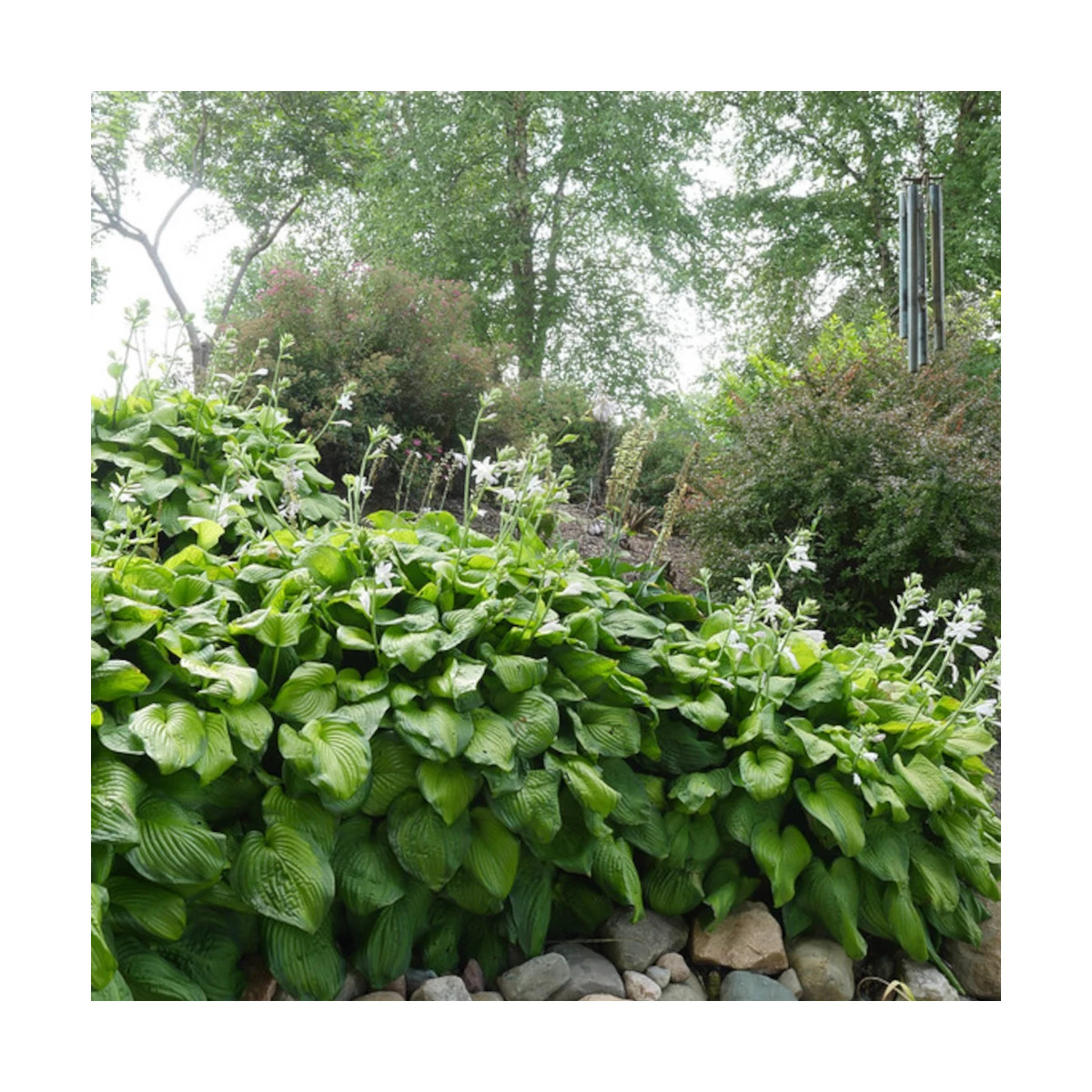 Hosta Guacamole Hosta Guacamole