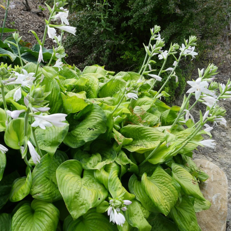 Hosta Guacamole