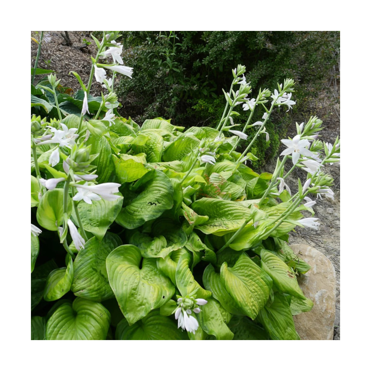 Hosta Guacamole Hosta Guacamole
