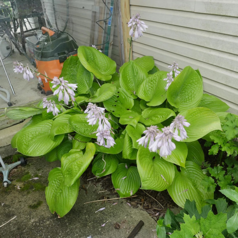 Hosta Sum and Substance