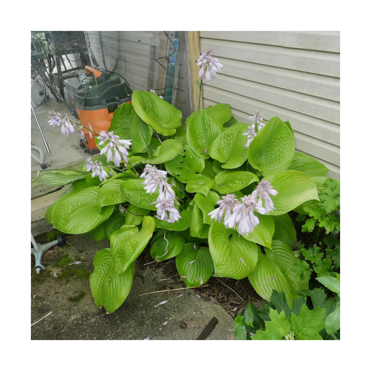 Hosta Sum and Substance