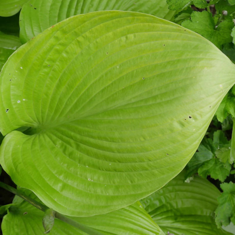 Hosta Sum and Substance