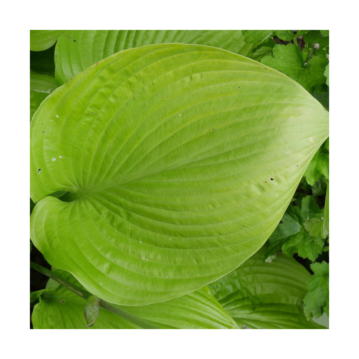 Hosta Sum and Substance