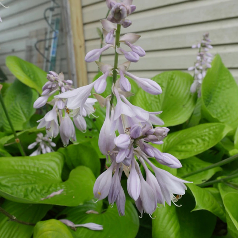 Hosta Sum and Substance