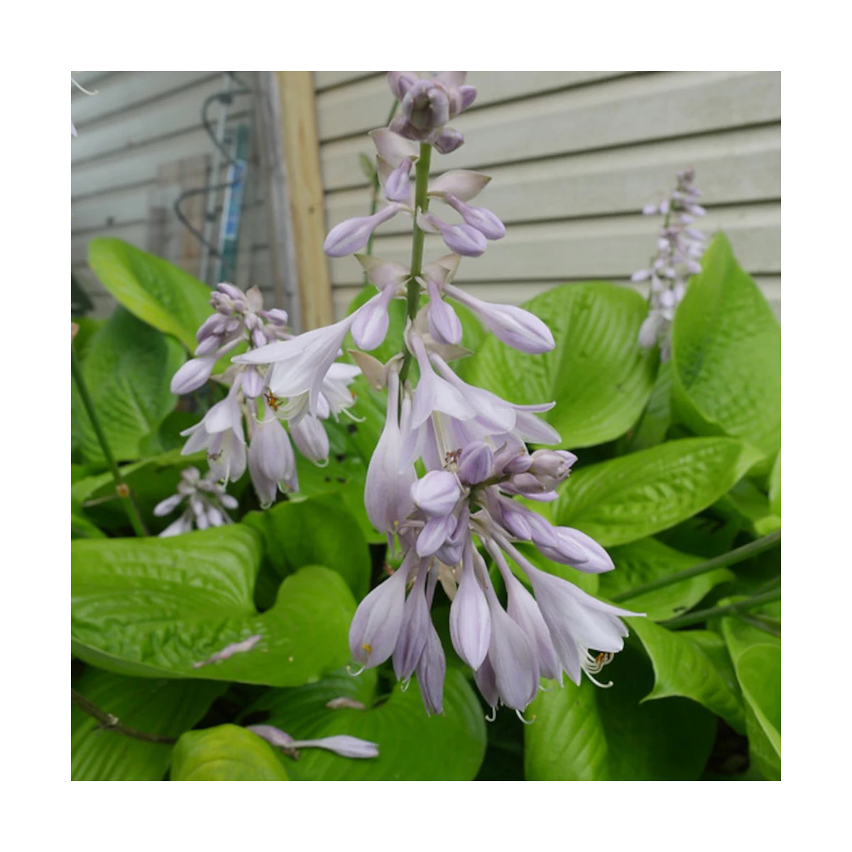Hosta Sum and Substance