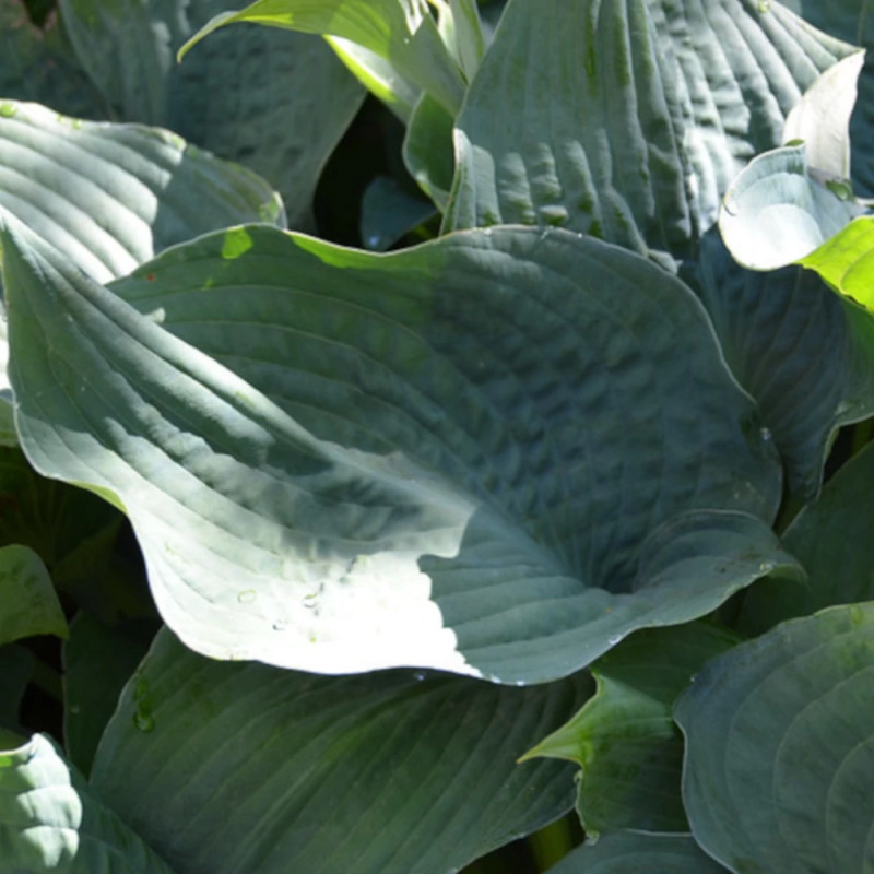 Hosta de Siebold Elegans