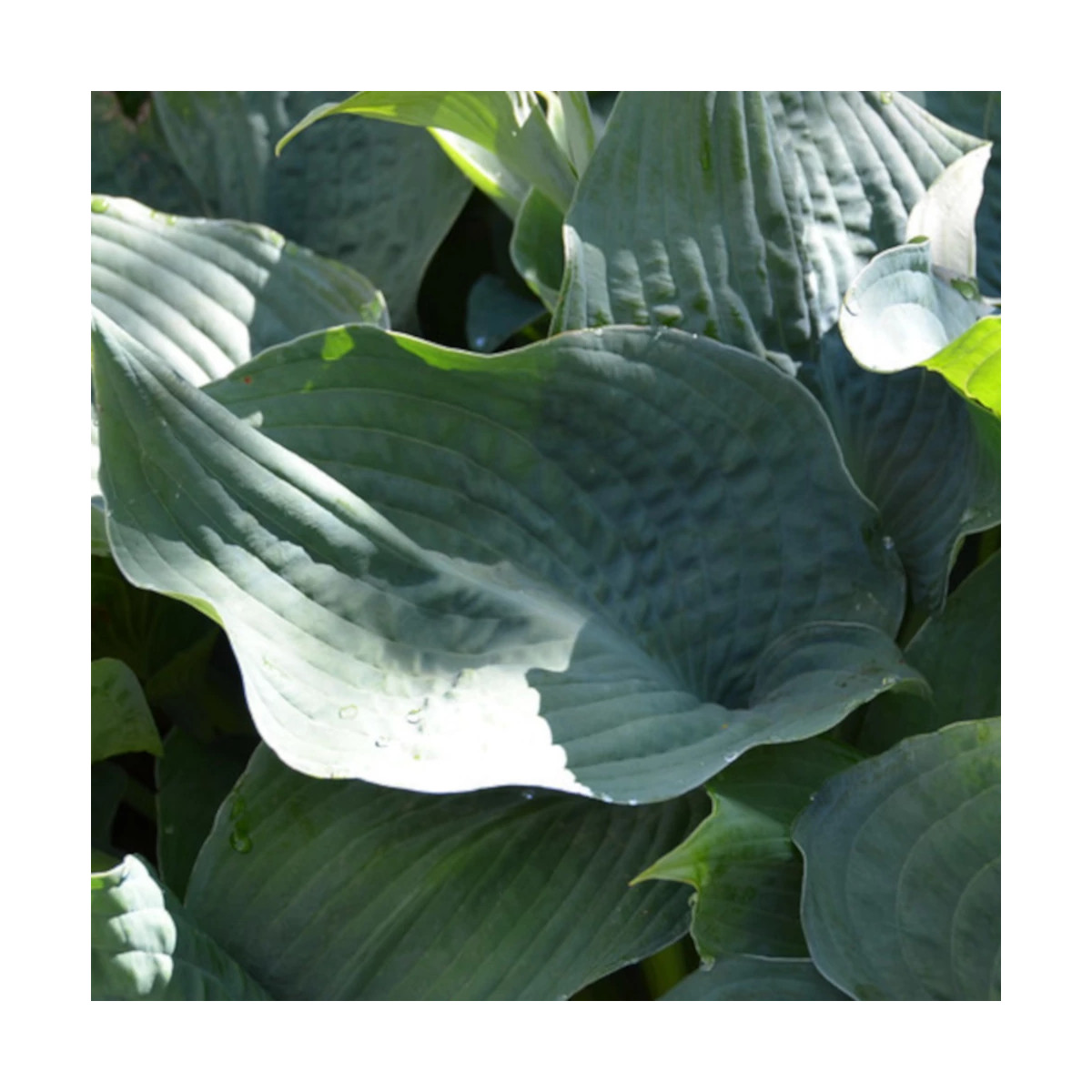 Hosta de Siebold Elegans