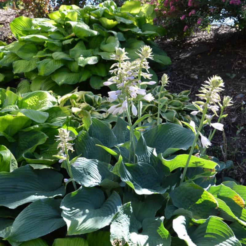 Hosta de Siebold Elegans