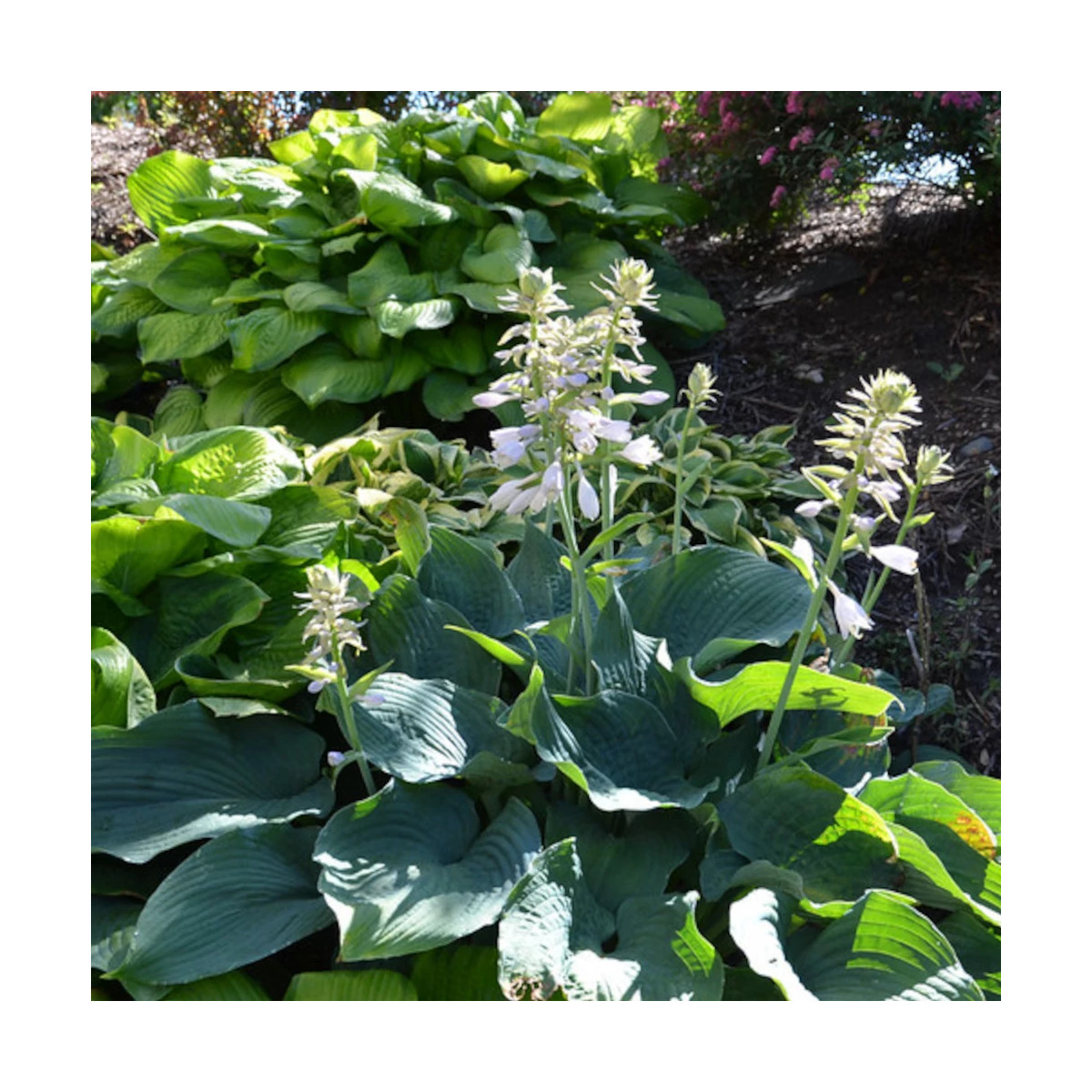 Hosta de Siebold Elegans