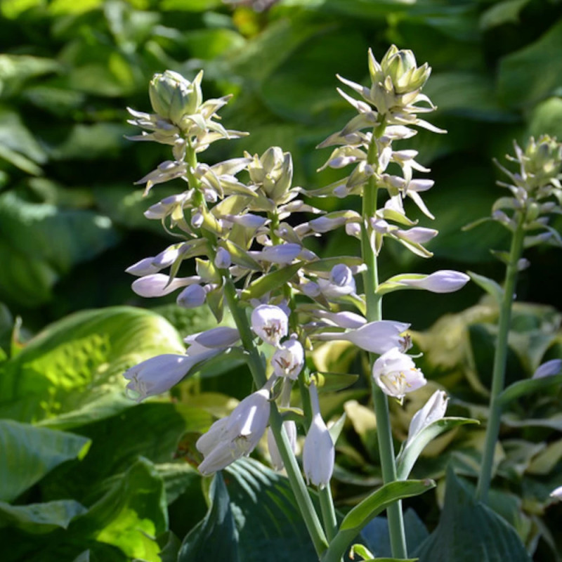 Hosta de Siebold Elegans