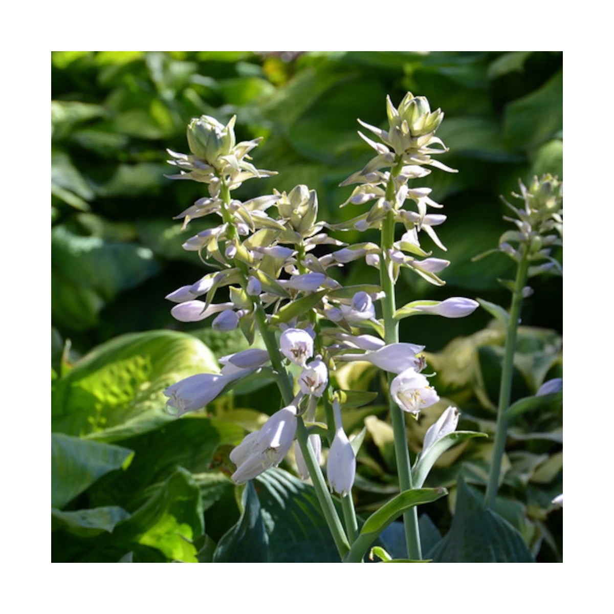 Hosta de Siebold Elegans