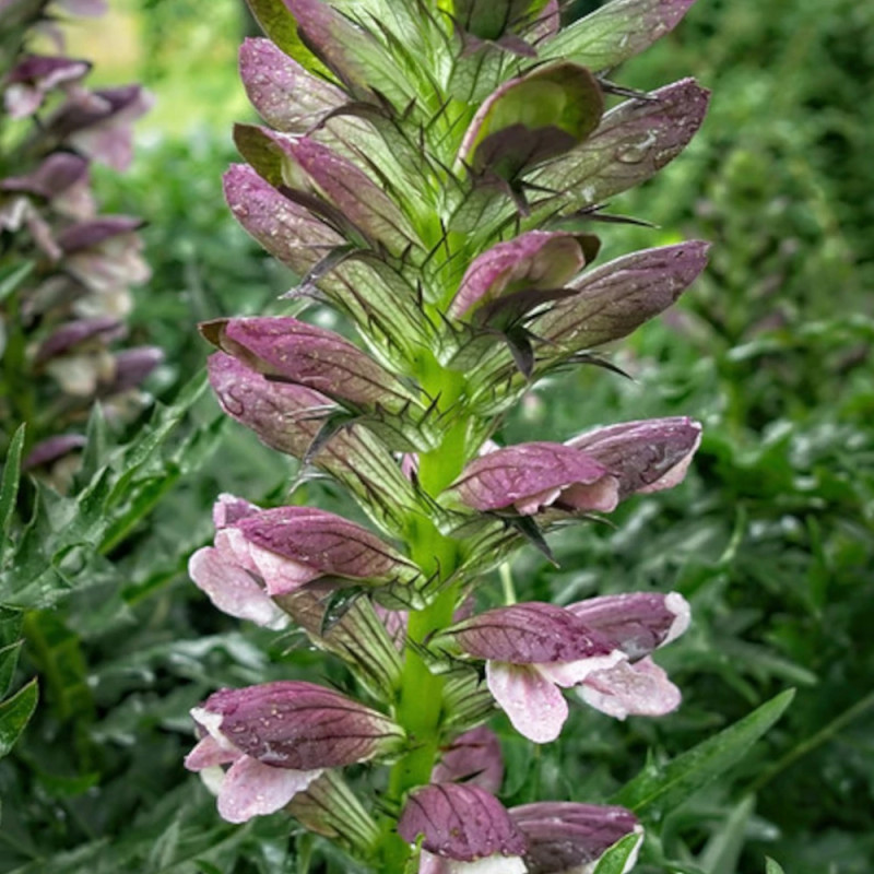 Acanthe épineuse, Acanthus