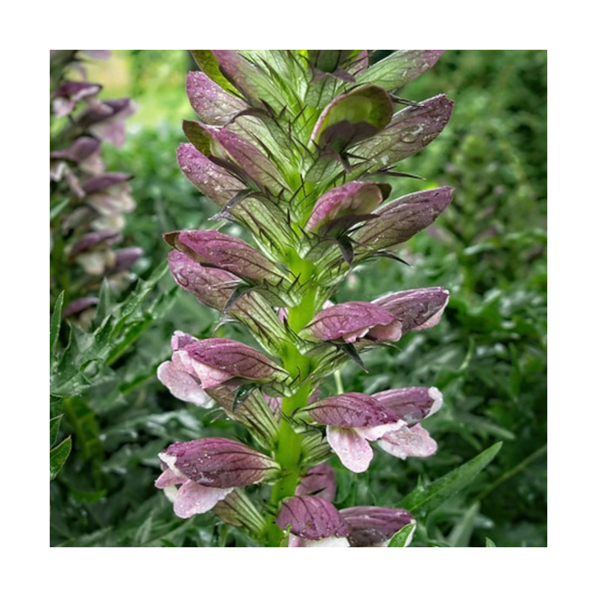 Acanthe épineuse, Acanthus