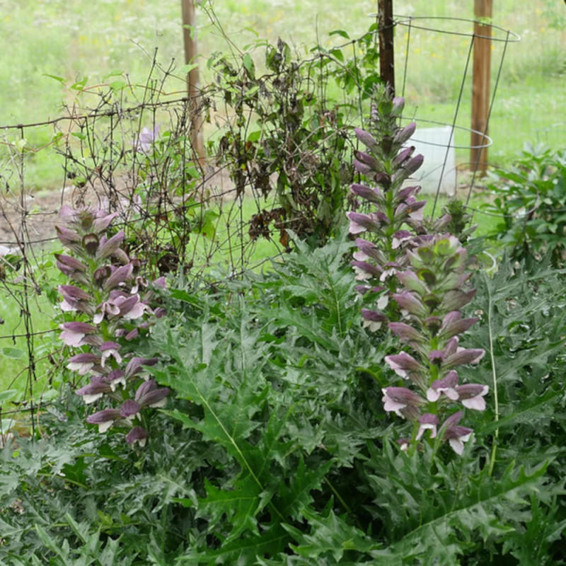 Acanthe épineuse, Acanthus