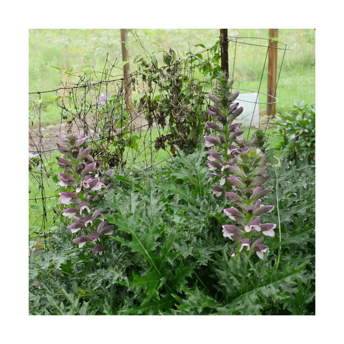 Acanthe épineuse, Acanthus