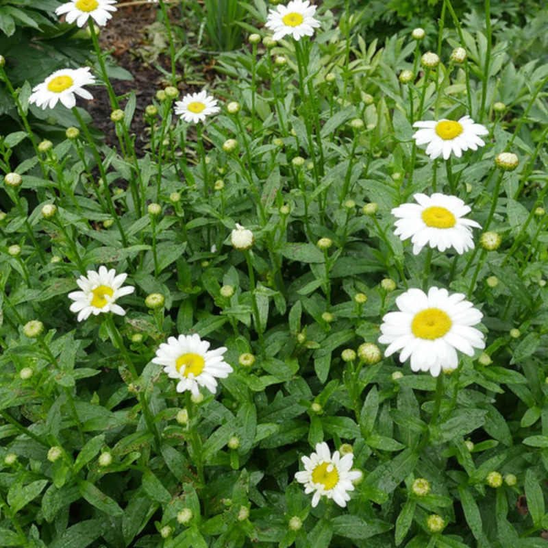 Marguerite d'été Becky