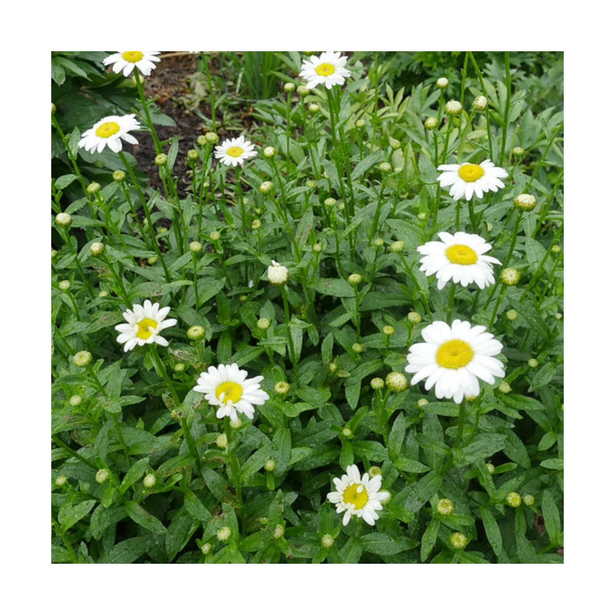 Marguerite d'été Becky